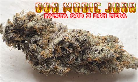 The Rising Popularity of the Magic Don Jian Strain: What to Know